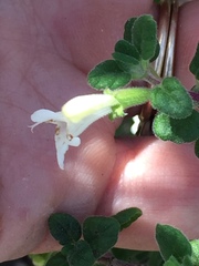 Clinopodium chandleri