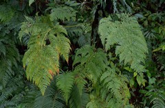 Leucostegia amplissima