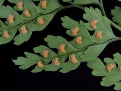 Leucostegia amplissima