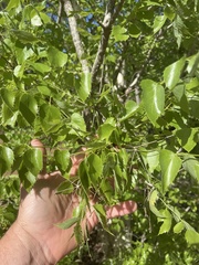 Steganotaenia araliacea