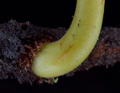 Leucostegia amplissima