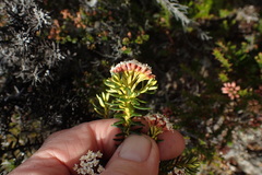Ozothamnus ledifolius