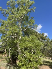 Steganotaenia araliacea