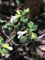 Clinopodium chandleri