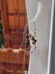 Nephilingis cruentata