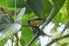 Euphonia anneae