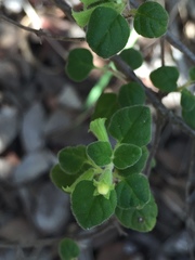 Clinopodium chandleri