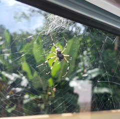 Nephilingis cruentata