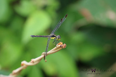 Agrionoptera longitudinalis