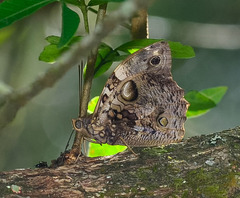 Opsiphanes quiteria meridionalis