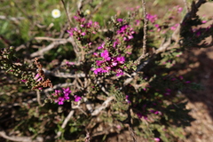 Muraltia macropetala