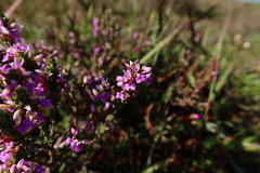 Muraltia macropetala