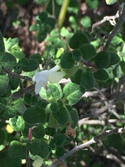 Clinopodium chandleri