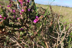 Muraltia macropetala