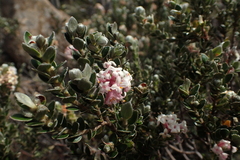 Pimelea sericea