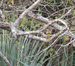 Setophaga palmarum image