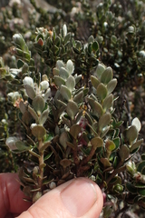 Pimelea sericea