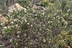 Pimelea sericea