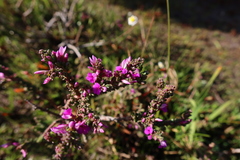 Muraltia macropetala