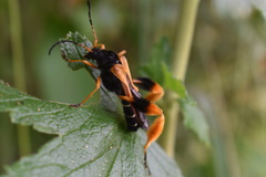 Callisphyris macropus