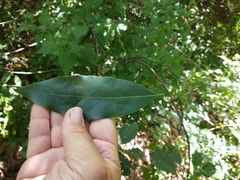 Ocotea porphyria