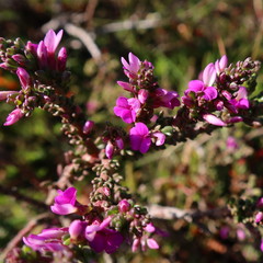 Muraltia macropetala