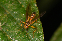 Image of Neoidiotypa sticta