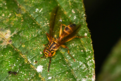 Neoidiotypa sticta