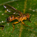 Neoidiotypa - Photo (c) Chloe and Trevor Van Loon, algunos derechos reservados (CC BY), subido por Chloe and Trevor Van Loon