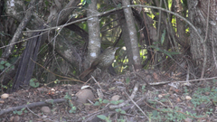 Syndactyla rufosuperciliata