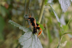 Callisphyris macropus