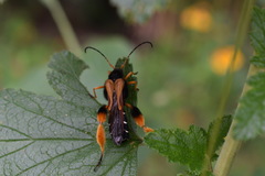 Callisphyris macropus