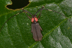 Pseudosparna