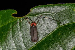 Pseudosparna