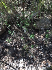 Clinopodium chandleri