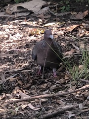 Patagioenas picazuro