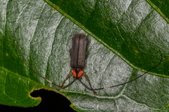 Pseudosparna