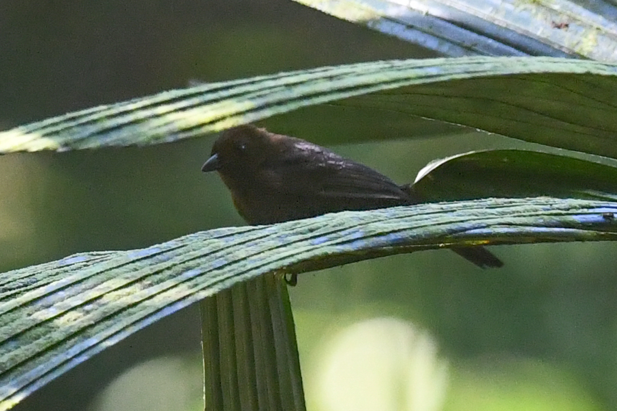Tawny-crested Tanager (Tachyphonus delatrii)