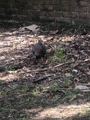 Patagioenas picazuro