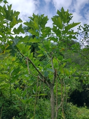 Vasconcellea quercifolia