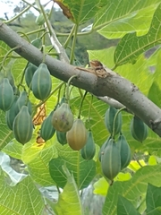 Vasconcellea quercifolia