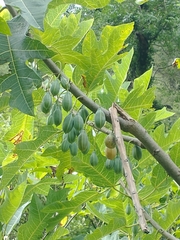 Vasconcellea quercifolia