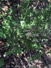 Clinopodium chandleri