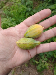 Vasconcellea quercifolia