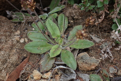 Plantago tasmanica