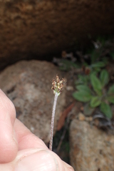 Plantago tasmanica