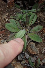 Plantago tasmanica
