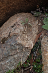 Plantago tasmanica