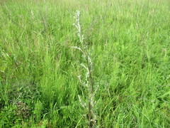 Artemisia laciniata