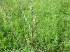 Artemisia laciniata